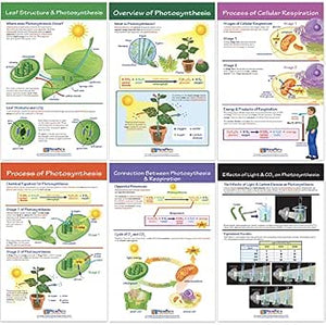 NewPath Learning Photosynthesis & Respiration Bulletin Board Charts, Set/6 - Laminated, Double-Sided, Full-Color, 12" x 18" (94-7016)