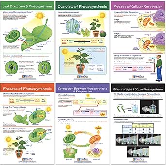 NewPath Learning Photosynthesis & Respiration Bulletin Board Charts, Set/6 - Laminated, Double-Sided, Full-Color, 12" x 18" (94-7016)