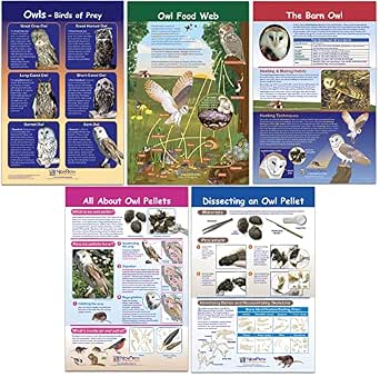 NewPath Learning Owls & Owl Pellets Bulletin Board Charts, Set/5 - Laminated, Double-Sided, Full-Color, 12" x 18" (94-7006)