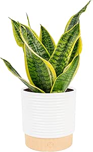 Costa Farms Snake Plant, Mother-in-Law's Tongue Live Plant in Decorative Pot, Large Easy to Maintain Indoor Succulent Houseplant Assorted Variety, Home, Room, or Office Décor, 12-20 Inches Tall