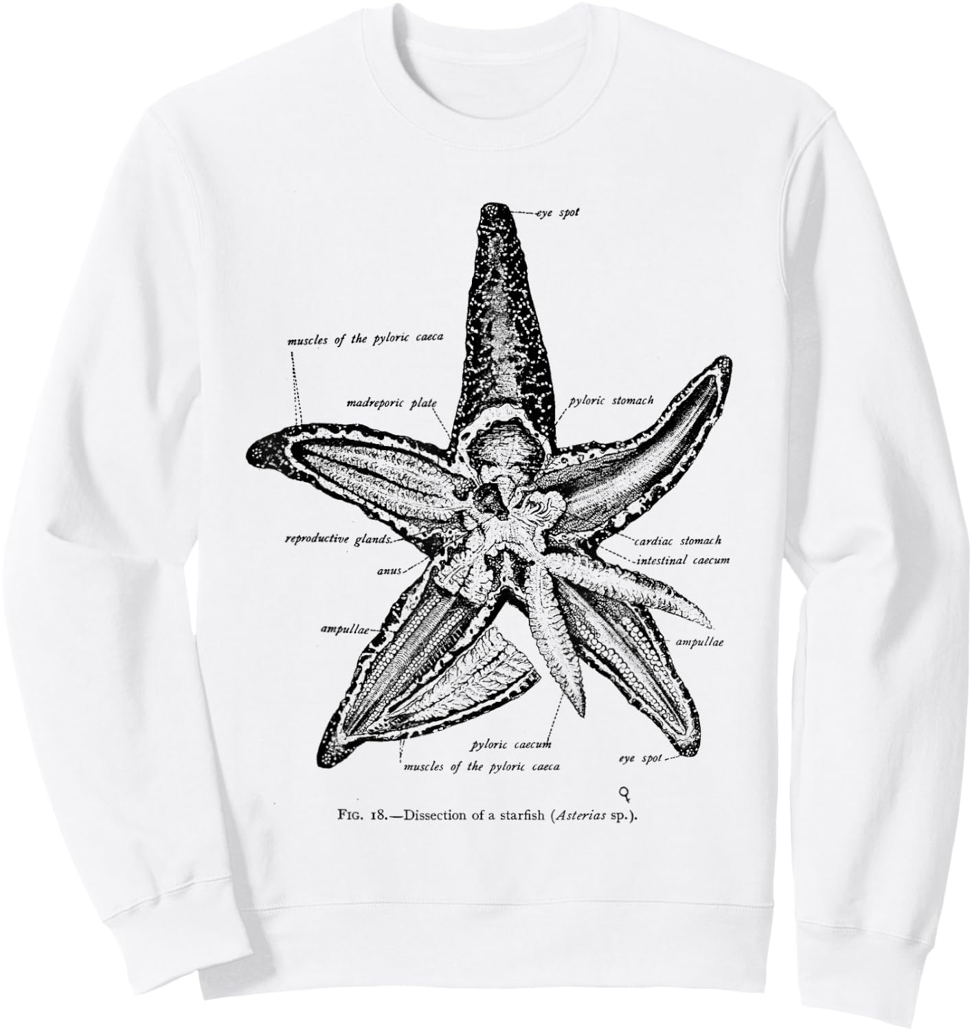 Vintage Marine Biology Starfish Sea Star Sweatshirt - Sweatshirt | White