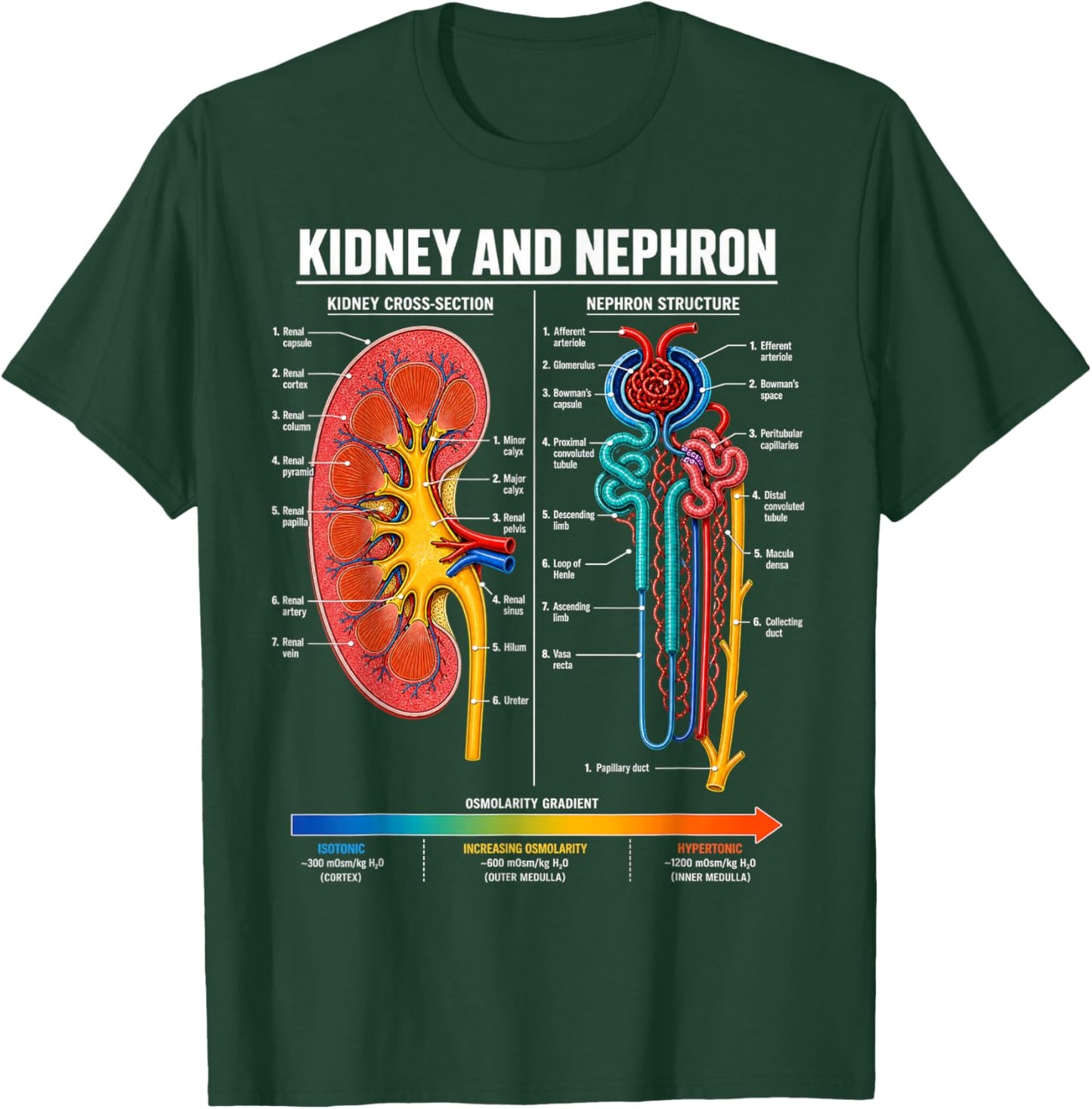 Kidney and Nephron Anatomy Biology Science Gifts Men Women T-Shirt - T-Shirt | Forest