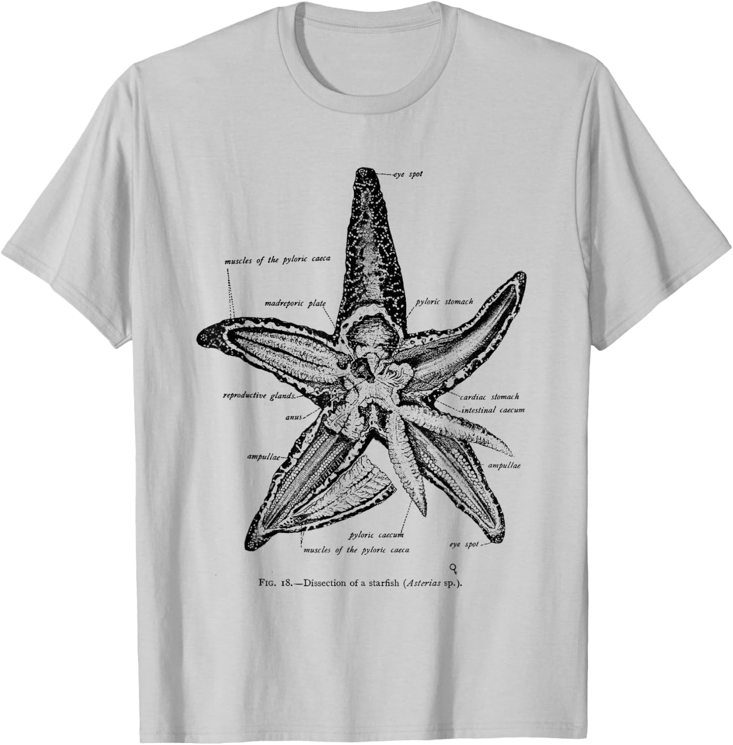 Vintage Marine Biology Starfish Sea Star T-Shirt - T-Shirt | Ash