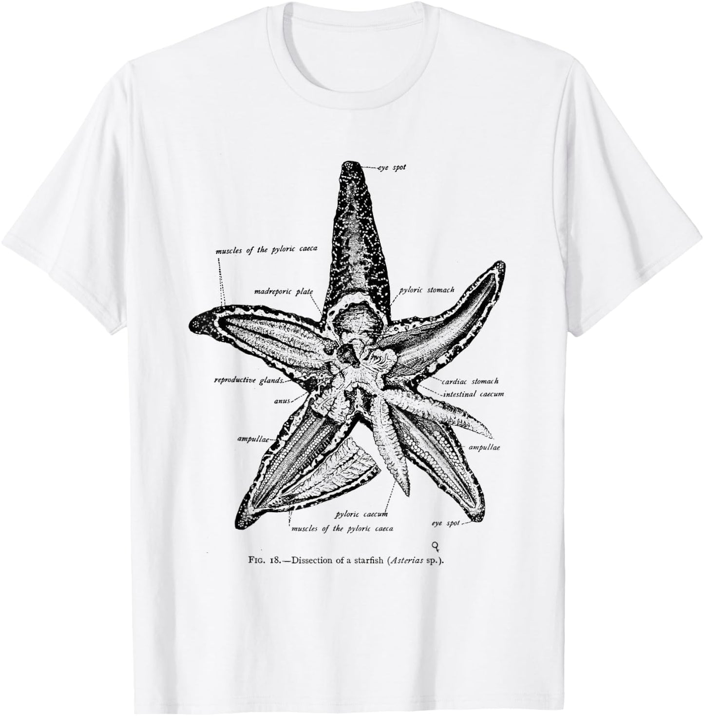 Vintage Marine Biology Starfish Sea Star T-Shirt - T-Shirt | White