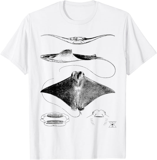Stingray Anatomy | Sharks Rays Oceanography Sea Life T-Shirt - T-Shirt | White