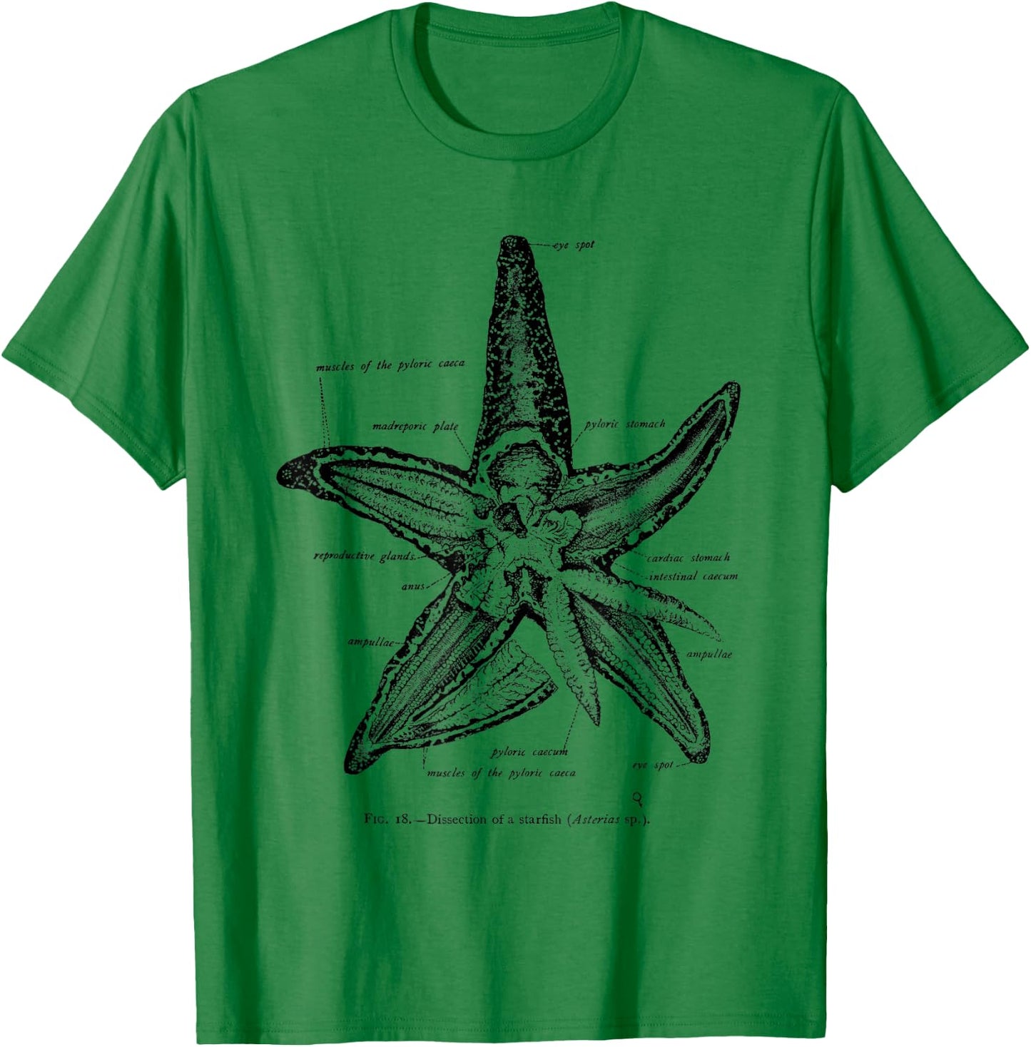 Vintage Marine Biology Starfish Sea Star T-Shirt - T-Shirt | Irish Green